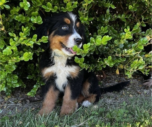 Medium Photo #2 Bernese Mountain Dog Puppy For Sale in CUBA, MO, USA