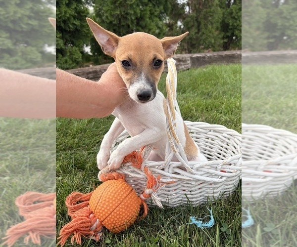 Medium Photo #1 Jack-Rat Terrier Puppy For Sale in MIDDLEBURY, IN, USA