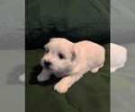 Puppy Apollo Coton de Tulear
