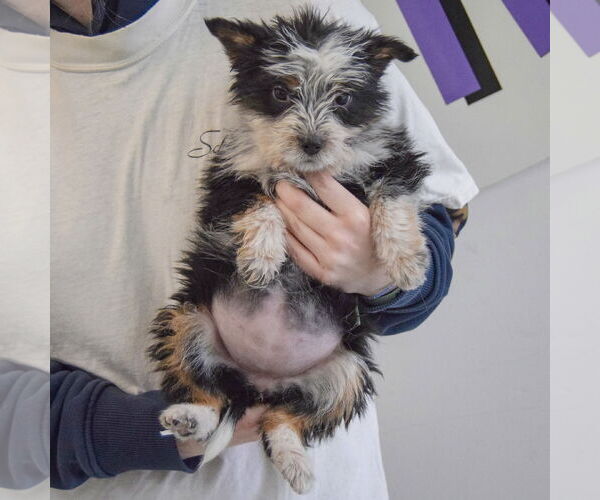 Medium Photo #3 Mutt Puppy For Sale in Huntley, IL, USA