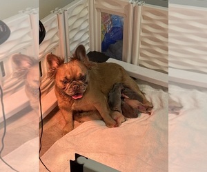 Mother of the French Bulldog puppies born on 01/07/2026