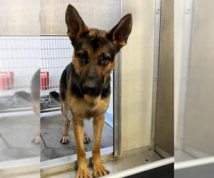 German Shepherd Dog Dogs for adoption in Corona, CA, USA