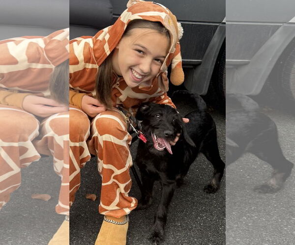 Medium Photo #1 Labrador Retriever-Unknown Mix Puppy For Sale in Walnutport, PA, USA