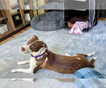 Small #1 American Staffordshire Terrier-Collie Mix