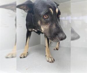 German Shepherd Dog-Unknown Mix Dogs for adoption in Houston, TX, USA