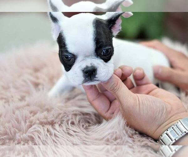 Medium Photo #3 French Bulldog Puppy For Sale in FULLERTON, CA, USA
