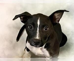 American Pit Bull Terrier-Unknown Mix Dogs for adoption in Tulsa, OK, USA