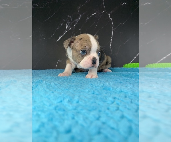 Medium Photo #55 Boston Terrier Puppy For Sale in TULARE, CA, USA
