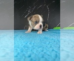 Small #7 Boston Terrier