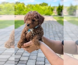 Goldendoodle (Miniature) Puppy for sale in MIAMI, FL, USA