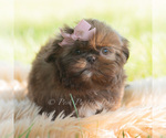 Small #3 Shih Tzu