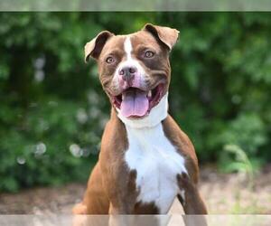 American Pit Bull Terrier-Unknown Mix Dogs for adoption in Tavares, FL, USA