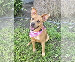 Small #14 American Staffordshire Terrier-Labrador Retriever Mix