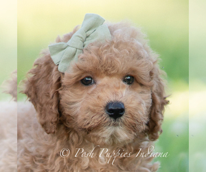 Medium Goldendoodle (Miniature)