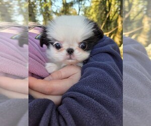 Japanese Chin Puppy for sale in SALEM, OR, USA