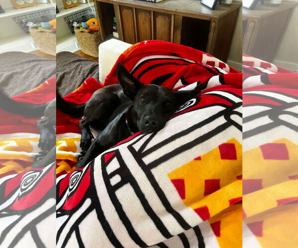 Medium Photo #4 Mutt Puppy For Sale in Overland Park, KS, USA