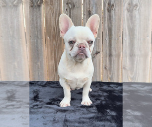 French Bulldog Puppy for sale in PIGEON FORGE, TN, USA