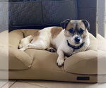 Small #8 Jack Russell Terrier-Spaniel Mix