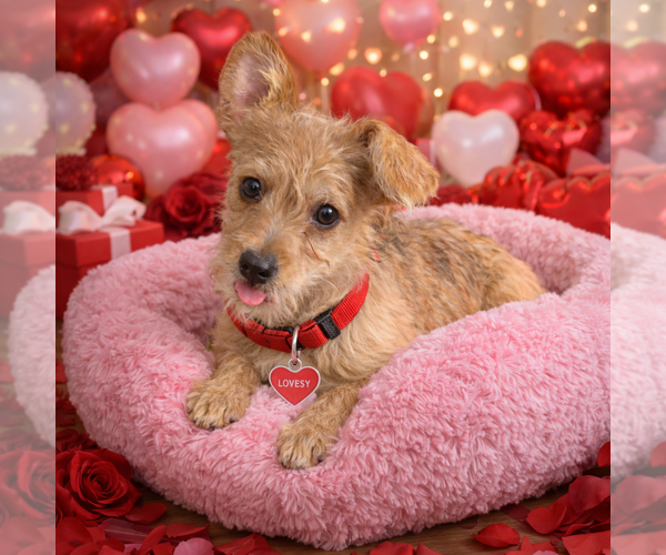 Medium Photo #4 Toxirn Puppy For Sale in Phoenix, AZ, USA