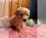 Small Photo #13 Golden Retriever Puppy For Sale in NEOLA, WV, USA