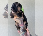 Small #18 German Shepherd Dog
