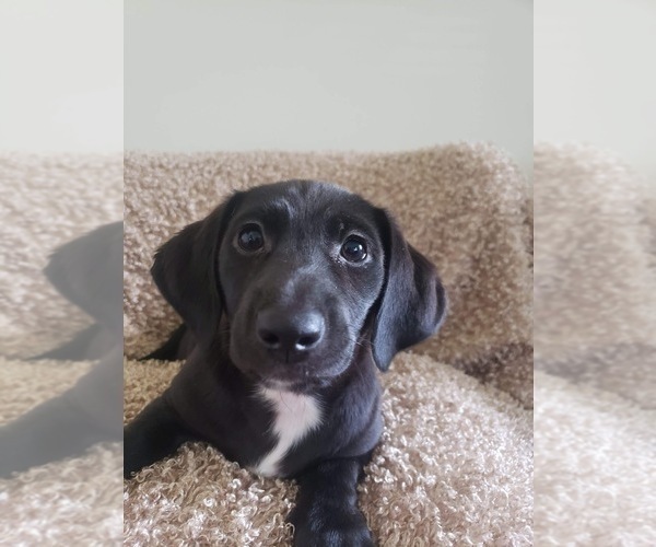 Medium Photo #3 Dachshund Puppy For Sale in LUMBERTON, NC, USA