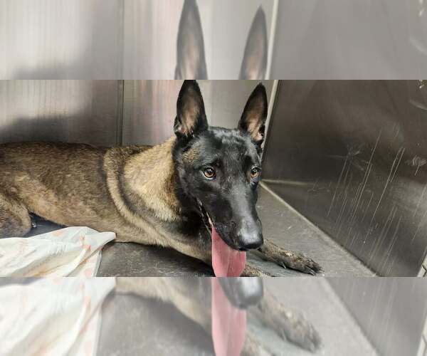 Medium Photo #2 Mutt Puppy For Sale in Imlay City, MI, USA