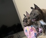 Small #7 French Bulldog