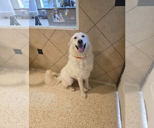 Great Pyrenees-Unknown Mix Dogs for adoption in Houston, TX, USA