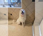 Small Great Pyrenees Mix