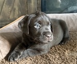 Puppy Purple Labrador Retriever