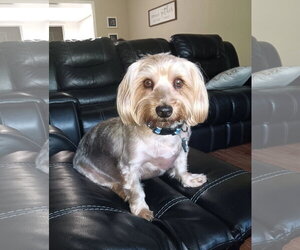 Shih Apso Dogs for adoption in Sanford, FL, USA