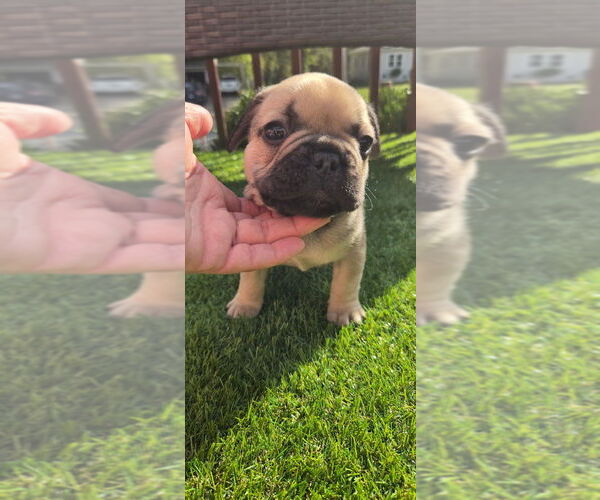 Medium Photo #1 French Bulldog Puppy For Sale in LEAVENWORTH, KS, USA