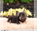 Small #2 French Bulldog
