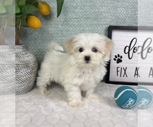Medium Photo #6 Maltipoo (Toy) Puppy For Sale in FRANKLIN, IN, USA