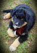Small Photo #2 Australian Shepherd Puppy For Sale in SHERIDAN, OR, USA