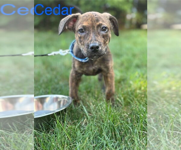 Medium Photo #11 Mutt Puppy For Sale in Brewster, NY, USA