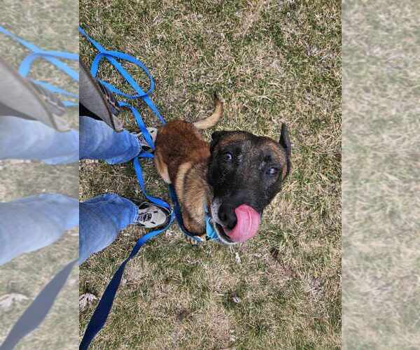 Medium Photo #4 Mutt Puppy For Sale in Imlay City, MI, USA