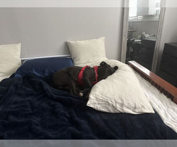 Medium Photo #13 American Pit Bull Terrier-Unknown Mix Puppy For Sale in Crete, IL, USA