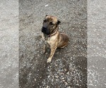 Small Photo #1 Presa Canario Puppy For Sale in MOUNTAIN RANCH, CA, USA