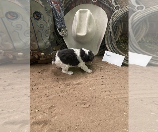 Medium Photo #18 Wire Fox Terrier Puppy For Sale in DUNNING, NE, USA