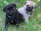 Small Pug