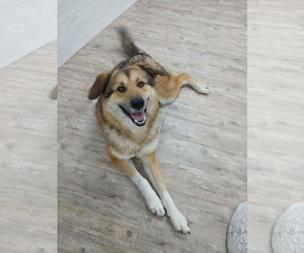 Medium Photo #11 German Shepherd Dog Puppy For Sale in Murfreesboro, NC, USA