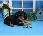 Small #1 Cavalier King Charles Spaniel