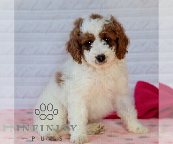 Medium Photo #1 Goldendoodle (Miniature) Puppy For Sale in LITITZ, PA, USA