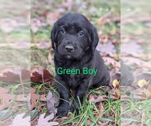 Labradoodle Puppy for sale in SAINT CHARLES, MO, USA