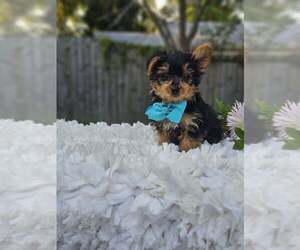 Yorkshire Terrier Puppy for sale in INDIANAPOLIS, IN, USA