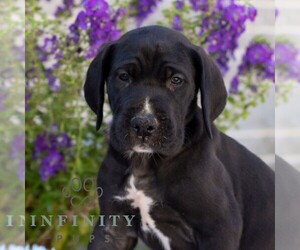 Great Dane Puppy for sale in LEBANON, PA, USA