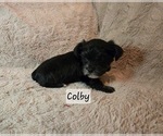 Puppy Colby Yorkshire Terrier
