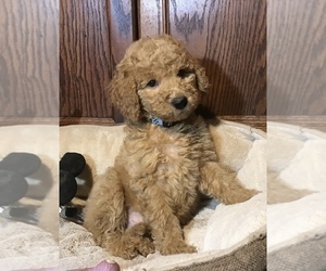 Goldendoodle Puppy for sale in SHAWNEE, OK, USA